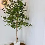 Aldara Сиджес